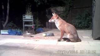 Fox cub tries fox scream but it all goes wrong [upl. by Aneehc]