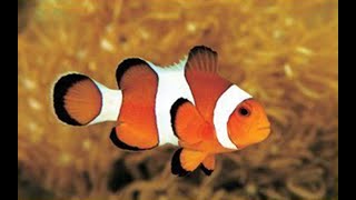 Clownfish Voice ChangerMacOS Version [upl. by Alexine681]