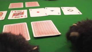 Can a Thumbcat  Play a game of poker [upl. by Ginsburg]