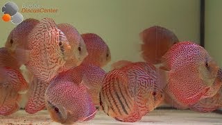 Heckel Royal Blue Diskusfische  Heckel Royal Blue Discus [upl. by Ardella992]