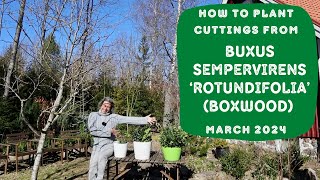 How to Plant Cuttings From Buxus sempervirens Rotundifolia Boxwood [upl. by Ellicul]