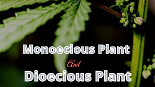 DEFINITION OF MONOECIOUS PLANT AND DIOECIOUS PLANT HINDI [upl. by Amaleta103]