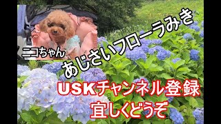 【兵庫県三木市】あじさいフローラみき 20240626 ＆ にこちゃん [upl. by Enialed]