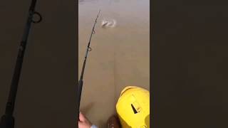 fishing big fish catfish insane whopper plopper river monster fish fishing attack viral [upl. by Eixirt]