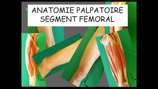 Anatomie Palpatoire Segment Fémoral [upl. by Ronile]