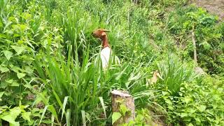 Goats Grazing Mulato II Grass  Best Grass for Rotational Grazing System [upl. by Ylrebmyk]