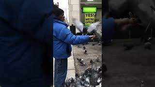 “Mr Bird” Hand Feeds Birds in Chicago [upl. by Janot823]