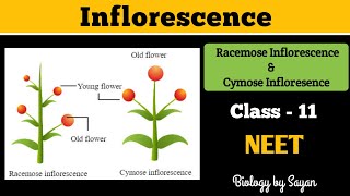 Inflorescence Racemose and Cymose Morphology of flowering plants Class 11 NEET [upl. by Arihsaj]