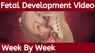 Fetal Development Week by Week  Fetal Development  Stages of Fetal Development [upl. by Trilbi725]