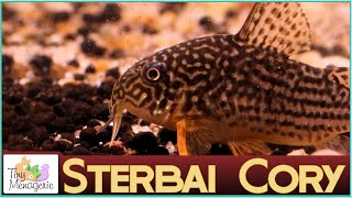 All About Sterbai Corydoras The Chunky Darling of Corys [upl. by Kriss]