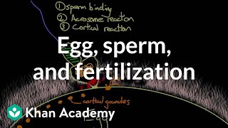 Egg sperm and fertilization  Behavior  MCAT  Khan Academy [upl. by Dyer]