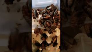 Sorting amp breeding Dubia Roaches reptile breeder breeding breedingprogress smallbusiness [upl. by Barde258]