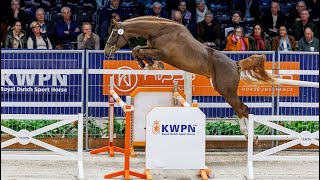 Selected jumpers KWPN Stallion show 2024 [upl. by Rubie107]