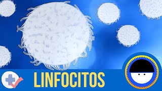 ¿Qué son los linfocitos  ¿Qué son los anticuerpos o inmunoglobulinas  Breve definición animada [upl. by Siroval125]