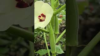 Karkala Bili Bende or Okra size of one feet yputubeshorts okra karkala mangalore kerala [upl. by Henig]