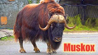 Овцебык Московский зоопарк Musk ox Moscow Zoo कस्तूरी बैल 麝牛 ムスク牛 사향소 Заар المسك Животные Animals 動物 [upl. by Enak247]