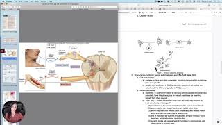 Nervous organization4 Structural amp Functional classifications of neurons [upl. by Yngiram472]