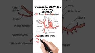 Branches Of Hepatic Artery [upl. by Mikal864]