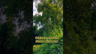 Organic and original nature and cuckoo bird sound nature shorts viralshorts viralvideo [upl. by Ehlke]