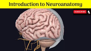 Introduction to Neuroanatomy  Classification Components Cellular architecture Types of Neurons [upl. by Pirali]