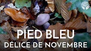 Pied bleu délice de novembre [upl. by Auqeenwahs]