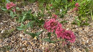 Gardeners CottageHow to grow red valerian from seed [upl. by Hyrup]