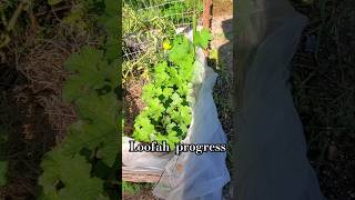 Growing Loofah natural gardening garden plants [upl. by Gnouc]