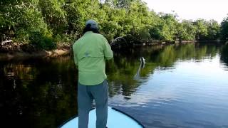 Everglades fly fishing video report [upl. by Bettencourt]