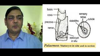 STATOCYST Organ of Equilibrium [upl. by Netsriik]