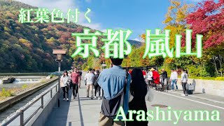 2023年11月7日 紅葉🍁色付く京都嵐山を散策 Stroll around Arashiyama Kyoto 【4K】 [upl. by Sivat]