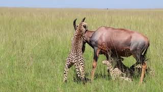 Two Cheetahs Hunting a full grown male Topi [upl. by Tressa937]