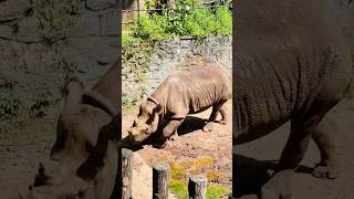 RHINOCEROS 🦏😱 rhinoceros rhino rhinocerosfacts nature wildlife wildanimals viralvideo 😍❤️ [upl. by Emarie971]