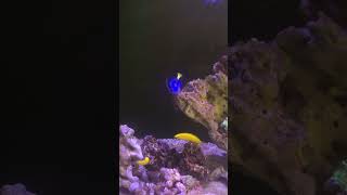 Dory’s appointment reef marineaquarium fish follow videocreator [upl. by Lenci926]