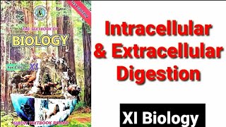 Intracellular amp Extracellular Digestion XI Biology [upl. by Magdala]