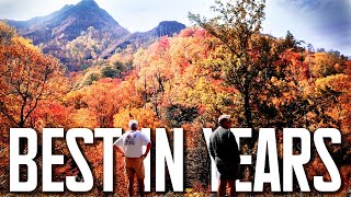 GATLINBURG TN THE BEST FALL COLOR IN YEARS Vibrant Reds Oranges Peak Colors [upl. by Caiaphas]