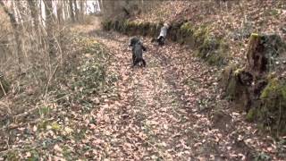 Les Bassets Bleus du Pont des Granges 42 dans la voie du Lièvre  Le 25 janvier 2015 [upl. by Leo507]