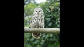 Strix uralensis Ural owl 3 Contacting call of the female [upl. by Brost889]