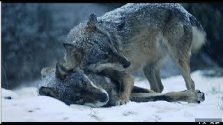 El lobo ibérico en peligro de extinción en Andalucía [upl. by Beard227]