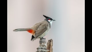 Red Whiskered Bulbul Sings 紅耳鵯唱 [upl. by Rramed]