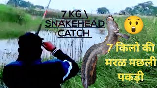 Record size 7 Kg snakehead fish catch  snakehead hunting  amazing fishing videos [upl. by Ettereve]