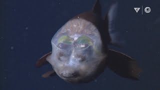 MBARIs Top 10 deepsea animals [upl. by Schoenfelder]