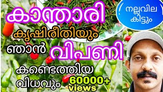 കാന്താരി മുളക് കൃഷി ചെയ്യാം Kanthari mulaku krishiBirds eye chilli plant CultivationMulaku krishi [upl. by Cheng]