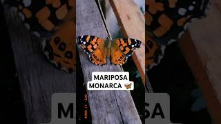 🦋Mariposa monarca de visita 😍 mariposamonarca mariposas asclepius flores succulents jardin [upl. by Tsui]