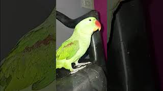 parrot youtubevideo birds beautifulparrot parrotlover cutebirds youtubeshorts parrottalking [upl. by Anigriv918]