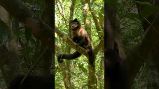 Mono Caí Negro Sapajus nigritus – Parque Nacional Iguazú – Buscado Fauna Short [upl. by Mcquillin]