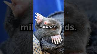 The Bizarre Life of the Star Nosed Mole starnosedmole moles rodents animalfacts wildlifekingdom [upl. by Rapsag]