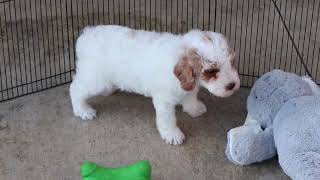 Miniature Poodle Puppies Aubin and Norah SD 480p [upl. by Enirahtac]