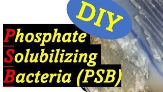 Improve Your Garden Phosphate Solubilizing Bacteria PSB [upl. by Ludovico466]