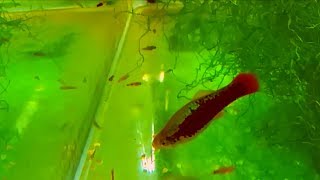 3 tips on how to breed and raise platy fry with their parents  keeping lots of platy fish [upl. by Danieu]