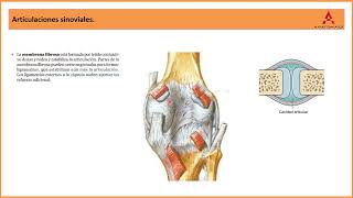 10 Articulaciones sinoviales Clase de Anatomía Humana de Gray [upl. by O'Doneven]